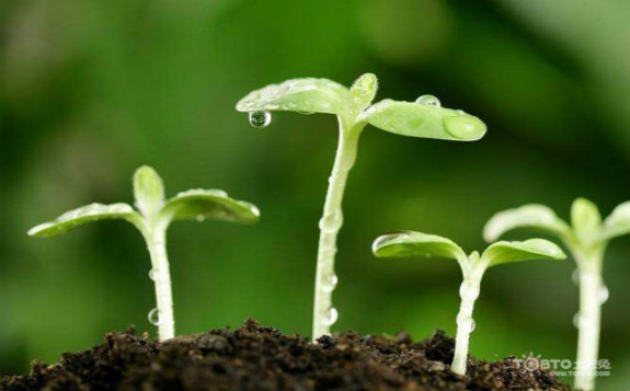 四川省原子能研究院植物誘變育種研究成果榮獲國際成就獎