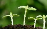 四川省原子能研究院植物誘變育種研究成果榮獲國際成就獎