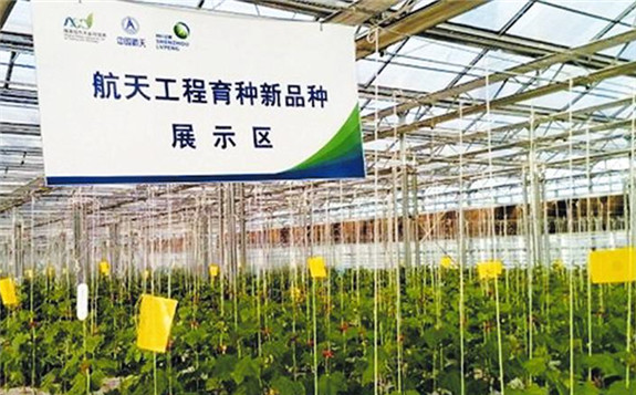 借助“長征”東風(fēng)，拓開航天育種新局面