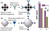 功能化磁性納米粒子可快速靈敏地檢測SARS-CoV-2