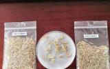 和嫦娥五號一起“上天”的水稻種子發芽了!