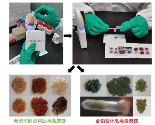 中科院昆明植物研究所新試劑盒3至5分鐘快速識別毒蘑菇