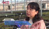 【兩會(huì)聲音】：油橄欖本土化破局高價(jià)“國(guó)產(chǎn)油” 探索航天育種潛力