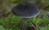 以核輻射為食的黑色真菌能否幫助人類加強(qiáng)輻射防護(hù)？