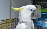 穩定同位素分析幫助打擊鳳頭鸚鵡的非法貿易