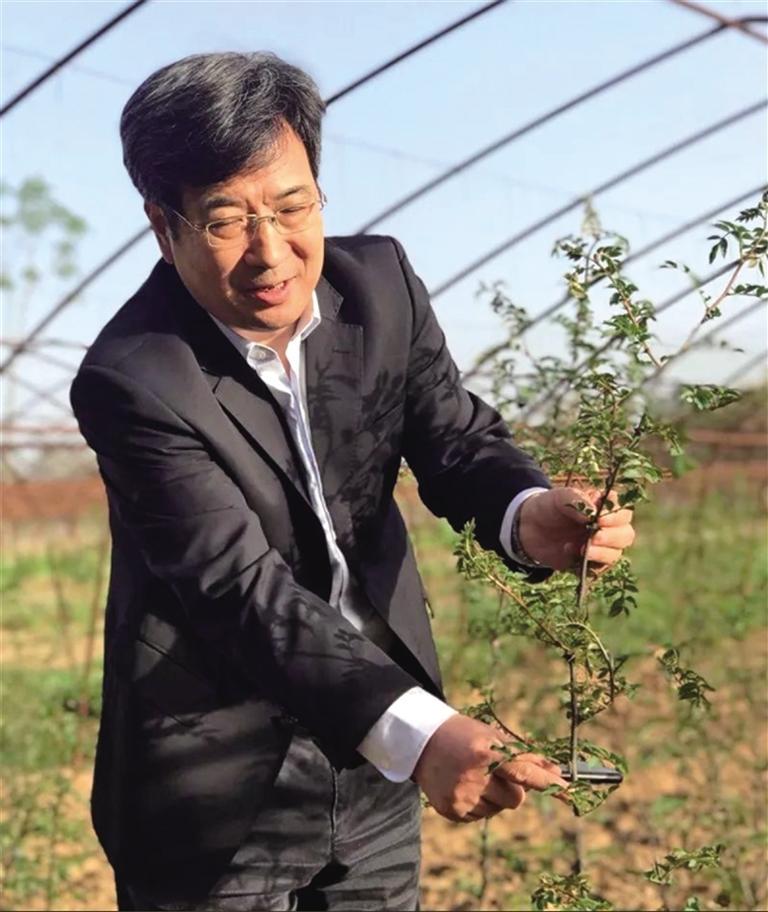 郭銳在太空育種地面選育基地查看“太空花椒”的生長情況。（資料照片）