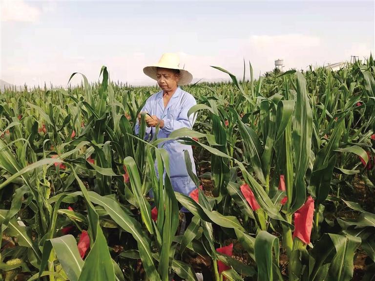 竇秉德在海南的育種基地。照片由竇秉德科研團(tuán)隊提供