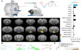 科學家通過核磁共振掃描發現恒溫動物的體溫穩定機制 