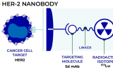 Radiopharm Theranostics 177Lu-RAD202的1期臨床試驗獲得倫理批準